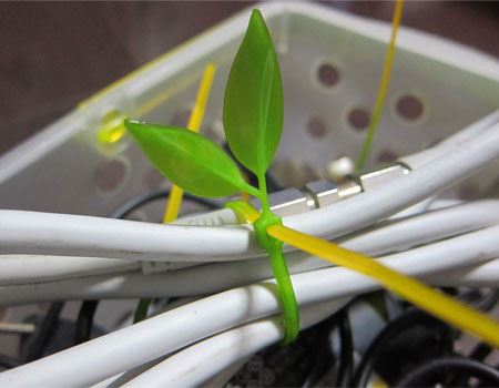 oh́uLeaf Tie([t^C)vB112{Ă܂