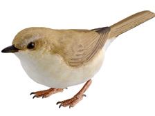 うのにもお得な TAKARA 野鳥の森 ウグイス フィギュア （タカラ
