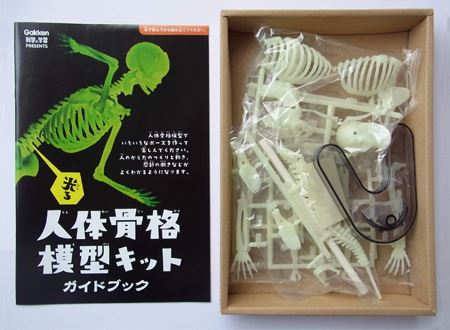 肝試しの定番「骨格模型」がプラモデルに。しかも光ります