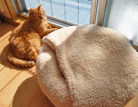 猫をダメにするベッド」の猫ホイホイっぷりがすごいよ！ - 価格.com - 猫 チ
ラ 見