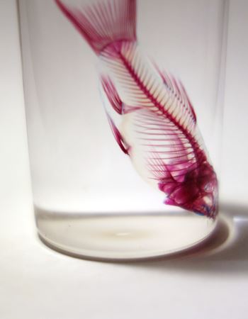 幻想的 お魚をスケスケにした透明骨格標本が美しすぎる 価格 Comマガジン