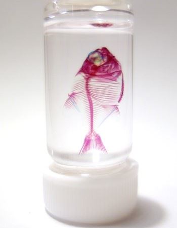 幻想的 お魚をスケスケにした透明骨格標本が美しすぎる 価格 Comマガジン