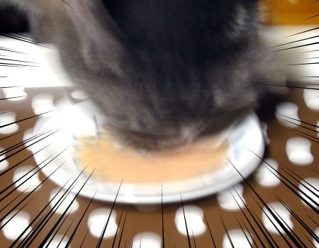 13歳のネコさんに食べ…いや、なめてもらったところあまりの食いつきのよさに写真がブレてまったく撮れません