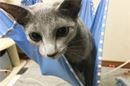 「ハンモック」が我が家にやってきた! ただし“猫”限定の…