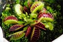 検証! “食虫植物”を育てたら夏の虫対策になるのか?