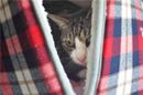 寝落ち度100%。猫ちゃんを包む「おくるみベッド」がたまらニャイ