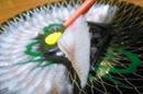 世にも珍しい「うなぎの刺身」。食感はふぐの刺身にそっくりだった!