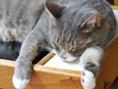 愛猫の毛玉吐き防止に!ペロっとなめさせて、お腹の毛玉を除去!