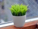 癒やしてくれるだけじゃない。アレの収納も担う観葉植物