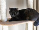 多頭飼いでも安心の、ビッグなキャットタワー!