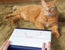 親愛なるお猫様へ。最高の献上品“ねこぶし”買ってみた