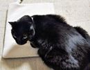 お猫様専用ホットカーペット(ときどき私用)