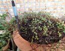 植物たちと会話ができちゃう!?「水分計 サスティー」