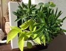 まるで絵画!? 額縁から飛び出す観葉植物がすてきすぎる