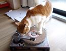 DJ NEKOO誕生? 猫がDJになるターンテーブル型爪とぎ