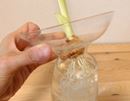 分裂するから水やりカンタン♪ 水耕栽培ができちゃう花瓶