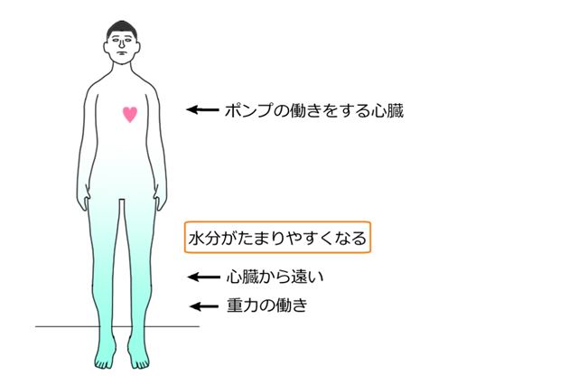 なぜ脚がマッサージで細くなるのか