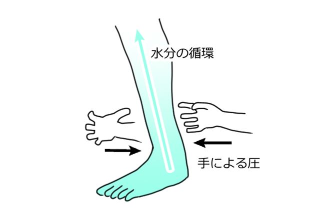 なぜ脚がマッサージで細くなるのか