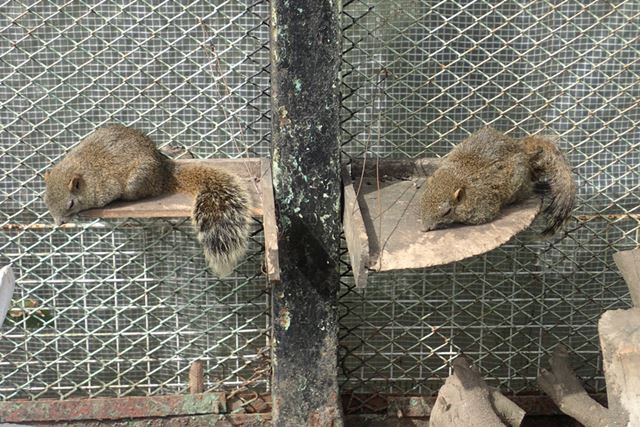 丸々と太ったリスたちがお昼寝中。けっこうデカい!