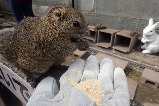 入村時に渡された手袋を着け、餌を乗せてみると警戒もせずリスがやってきた